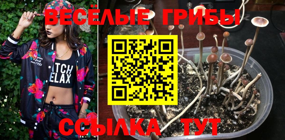 Псилоцибиновые грибы Psilocybine cubensis Элиста